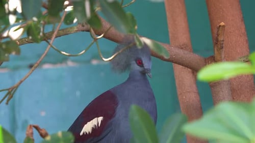 Close up shot of a Western crowned pigeon (Goura cristata) with lacy crests, perched on a tree
