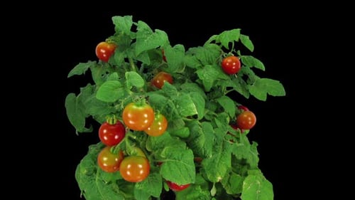 Tomatoes Ripening on Vine Timelapse on Black