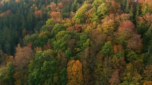 Arial View of Autumn Forest with Colored Trees