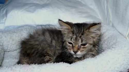Small Kitten Resting Comfortably in a Fluffy Pet Bed