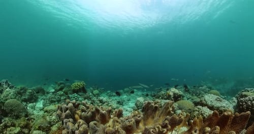 Ocean Scene Underwater World with Fish and Corals