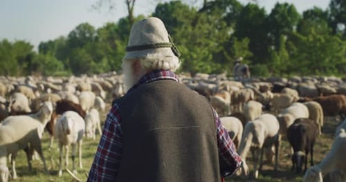 Shepherd with flock of sheep grazing in a field