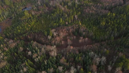 An Aerial View of a Lush and Vibrant Green Forest Landscape During the Beautiful Spring Season