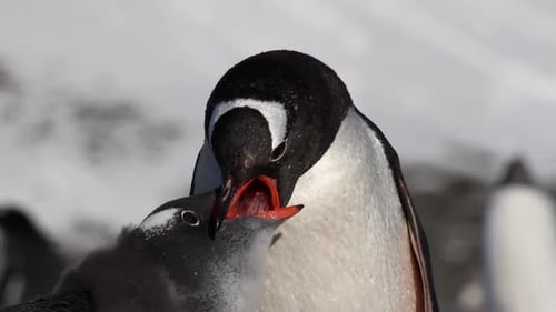 Gentoo Penguin Feeding its Chick in Antarctica