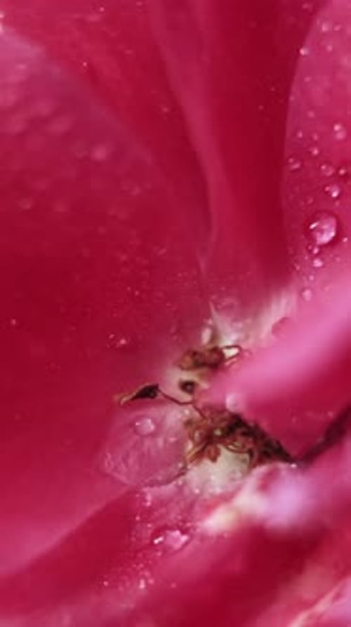 Vertical Flower Pistils Botany Dew Rose Droplet