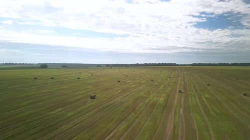 Yellow field with harvested wheat and hay bales. Aerial view of the field with square bales