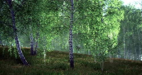 Lush Green Birch Trees Shimmering in the Soft Morning Light of a Serene Forest