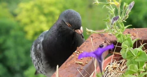 Pigeon Feeds on Seeds Next to Flowers