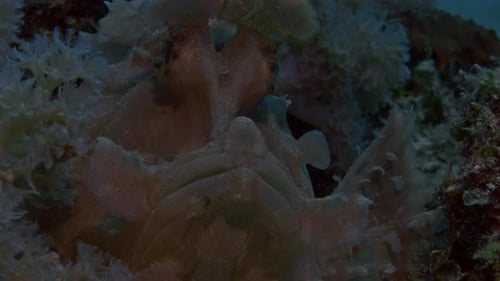 Amazing pink rhinopias eschmeyeri perfectly blending with the soft corals on the ocean floor.
