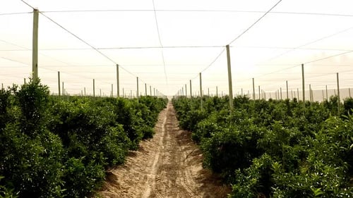 Aerial View of Rows of Farm Bushes