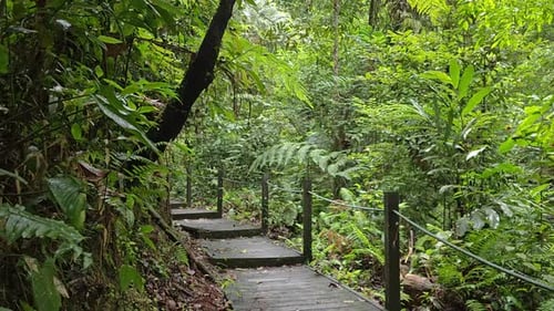 Wooden deck path in the lush green forest. Boardwalk trail through the tropical rainforest