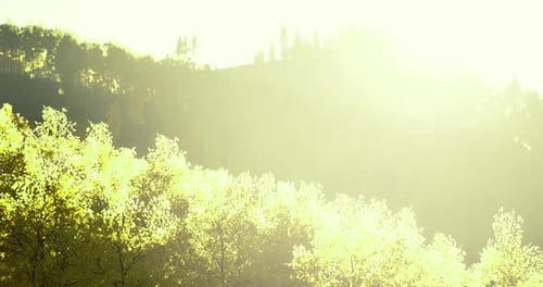 Golden Sun Rays Lens Flare Light Leak Overlay