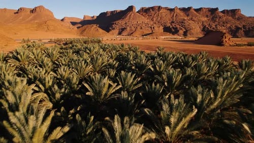 Oasis in Desert in Saudi Arabia