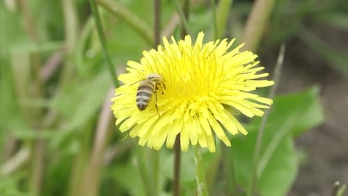 Bee Pollinating a Yellow Dandelion Flower in Spring
