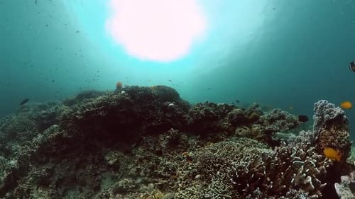 Coral Reef Ecosystem Underwater with Fish Swimming