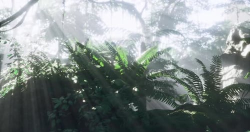 Sunlight Rays Through Dense Tropical Jungle Forest