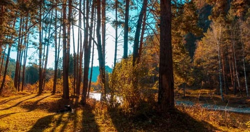 Mountain Evergreen Pine Tree Forest Timelapse at the Summer or Autumn Time Wild Nature Clear Water