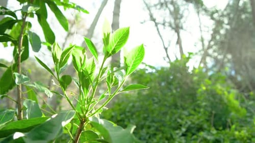 Grüne Strauchblätter wiegen sich in der sanften Morgenbrise unter hellem Sonnenlicht, pulsierendes Linsenlicht