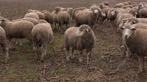 Flock of Sheep Grazing in Rural Field