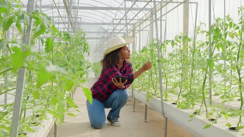 Woman Farmer Inspecting Tomato Plants With Tablet