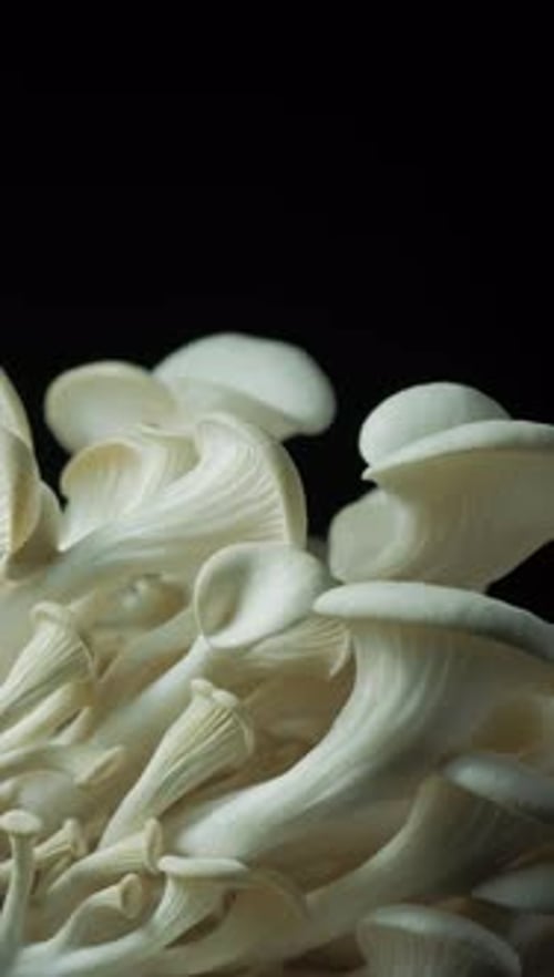 Oyster Mushrooms Rotating Against Black Background