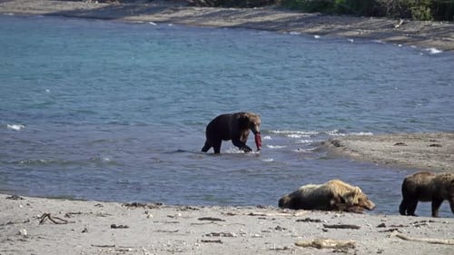 Brown Bear with Salmon on River