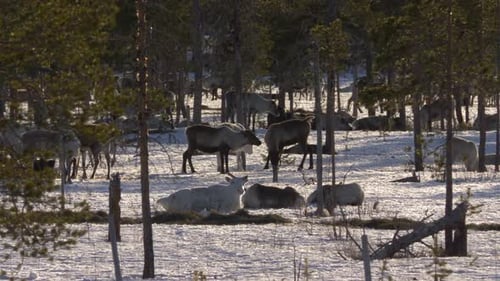 Large herd of Wild Reindeer take shelter among spur-fir Lapland forest
