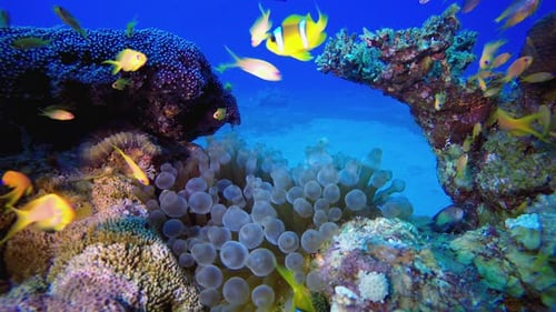 Blue Sea Water Underwater Clownfish