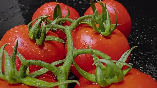 Fresh Tomatoes on Vine Close Up with Water Droplets