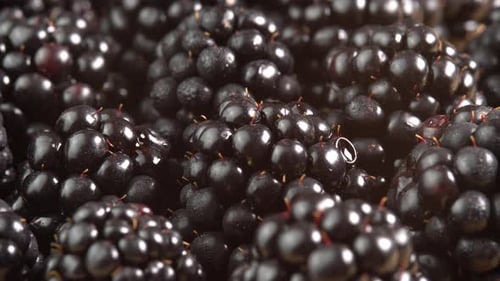 Heap of Fresh, Shiny Blackberries Close Up