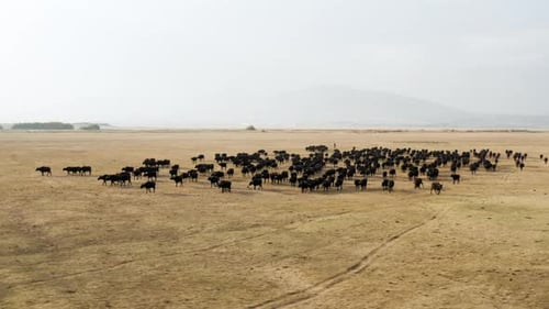 Herd Of Cattle Walking On The Vast Field In Kayseri, Cappadocia, Turkey. aerial
