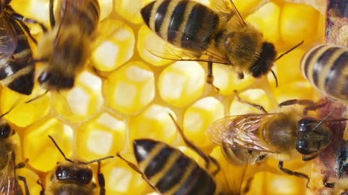 Bees Working on Honeycomb Cells Inside Hive