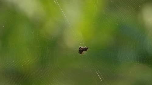 Spider making web - eyes .