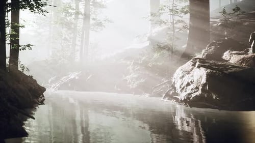 Dark Pond in Mysterious Forest