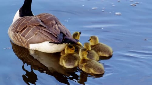 Goose and Goslings Swimming in Peaceful Water