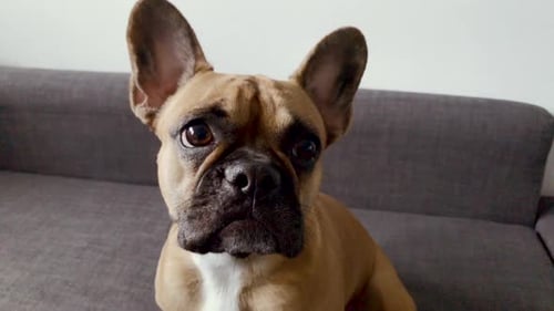 French bulldog face close-up. Pet at home look at something
