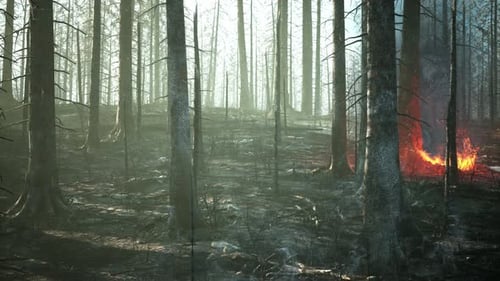 Forest Fire with Fallen Tree is Burned to the Ground