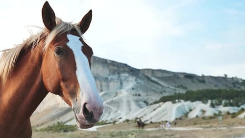 Horse Portrait in Rural Landscape