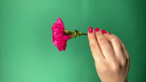 Feminine Beauty Concept
