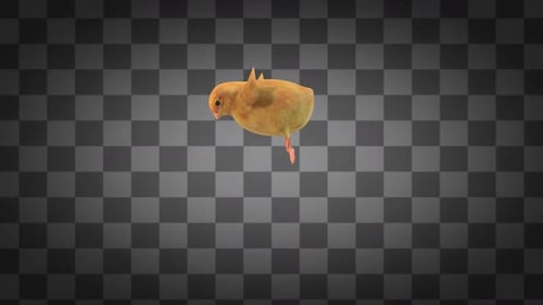 Baby Chicken Jumping Idle Alpha Channels 2