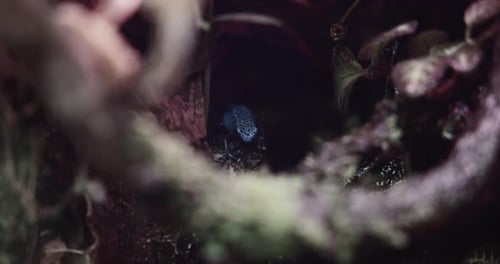 Grenouille empoisonnée bleue
