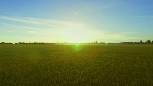 Golden sunrise over green summer field aerial view in rural landscape