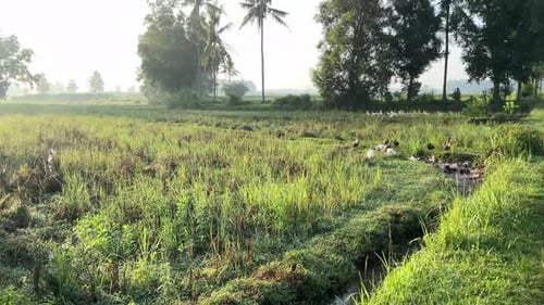 Ducks Gather near Stream in Rice Field