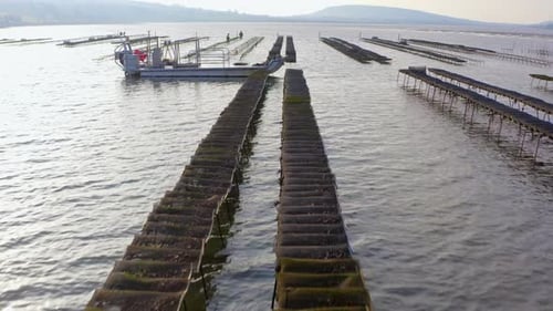 Seguimiento de Morning Oyster Farm