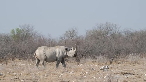 Rhino Eating in African Desert Landscape