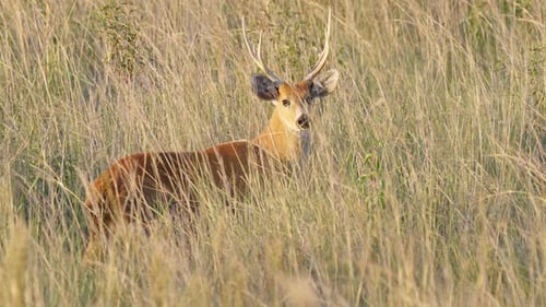 Still male Marsh Deer in tall grass blends in perfectly with surroundings