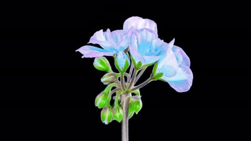 Blue Flower Blooming Time Lapse on Black Background