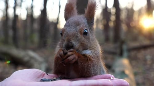 Cute Rodent Eating Food From Hand of Young Girl at Forest Wild Fluffy Squirrel Taking Sunflower