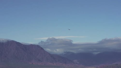 Magnificent and famous Andean condor soaring near the Andes Mountains in Salta, Argentina, South Ame