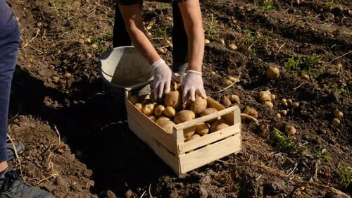 Harvest Potatoes in the Garden Selective Focus